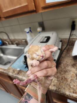 BISCUIT -  Domestic Short Hair Cat for Adoption - BISCUIT | PetCurious