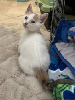 TORI -  Domestic Short Hair Cat for Adoption in Conroe, Texas - TORI | PetCurious