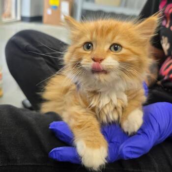 Domestic Long Hair Cats Available for Adoption - Waffle | PetCurious