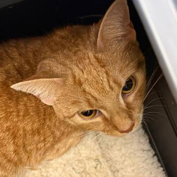 Neko -  Domestic Short Hair Cat for Adoption in Charlottesville, Virginia - Neko | PetCurious