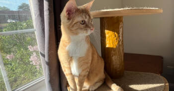 Rescue Domestic Short Hair Cats for Adoption in Greenville, South Carolina - Clementine | PetCurious