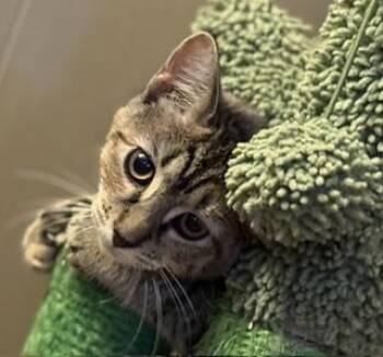 Nyx -  Domestic Short Hair Cat for Adoption in Lemoyne, Pennsylvania - Nyx | PetCurious