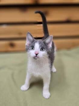 Rescue Domestic Short Hair Cats for Adoption in Woodstock, Illinois - Jessie | PetCurious