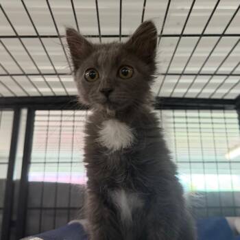 Mizu -  Domestic Medium Hair Cat for Adoption in Spanish Fork, Utah - Mizu | PetCurious