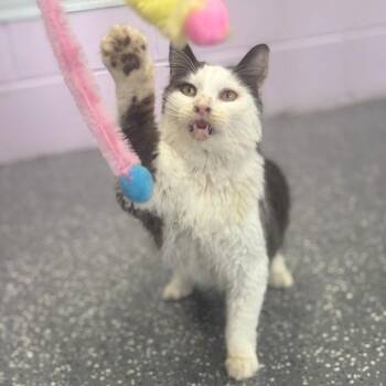 Joseph -  Domestic Short Hair Cat for Adoption in Marshalltown, Iowa - Joseph | PetCurious