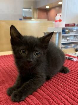 Bao -  Domestic Short Hair Cat for Adoption in Santa Rosa, California - Bao | PetCurious