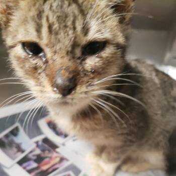 Sally -  Domestic Medium Hair Cat for Adoption in Pauls Valley, Oklahoma - Sally | PetCurious