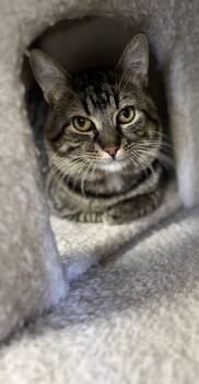 Domestic Short Hair Cats Available for Adoption - WALL E | PetCurious