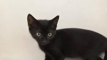 Slash -  Domestic Short Hair Cat for Adoption in Calimesa, California - Slash | PetCurious