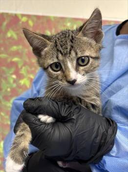 CICADA -  Domestic Short Hair Cat for Adoption in San Antonio, Texas - CICADA | PetCurious