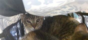Domestic Short Hair Cats Available for Adoption in Oklahoma City, Oklahoma - SADY | PetCurious