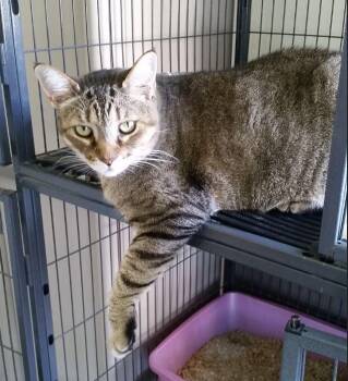 Jezzabelle -  Domestic Short Hair Cat for Adoption in Ocala, Florida - Jezzabelle | PetCurious