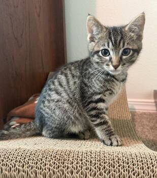 Domestic Short Hair Cats Available for Adoption in St. Helens, Oregon - 26-12 Louis | PetCurious
