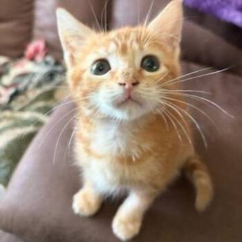 Butterscotch -  Domestic Short Hair Cat for Adoption in Pawling, New York - Butterscotch | PetCurious