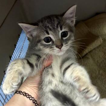 Millerbird (white) -  Domestic Short Hair Cat for Adoption in Greensboro, North Carolina - Millerbird (white) | PetCurious