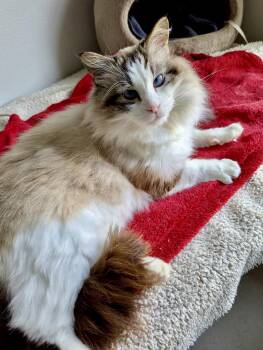 Siamese and Domestic Long Hair Cats Available for Adoption in Tillamook, Oregon - Prince | PetCurious