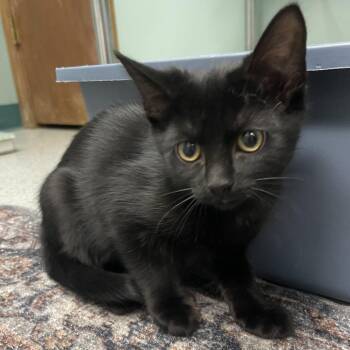 Theodosia -  Domestic Short Hair Cat for Adoption in Lenexa, Kansas - Theodosia | PetCurious