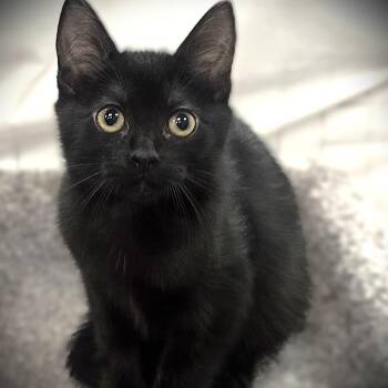 Domestic Short Hair Cats Available for Adoption - Rosalie | PetCurious