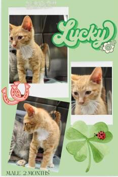 Lucky -  Domestic Short Hair Cat for Adoption in Blountville, Tennessee - Lucky | PetCurious