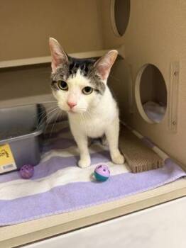 Domestic Short Hair Cats Available for Adoption - Brian | PetCurious