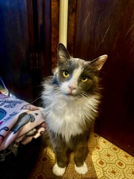 Jaida -  Domestic Long Hair Cat for Adoption in Riverside, California - Jaida | PetCurious