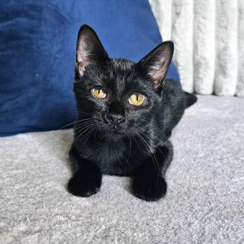 Essi -  Domestic Short Hair Cat for Adoption in Apex, North Carolina - Essi | PetCurious