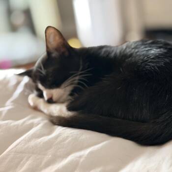 Terre Haute -  Domestic Short Hair Cat for Adoption in Sunrise, Florida - Terre Haute | PetCurious