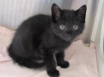 Rescue Domestic Short Hair Cats for Adoption in Tustin, California - KRISTOPHER | PetCurious