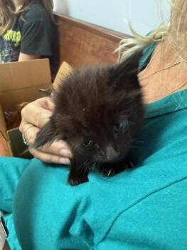 Domestic Medium Hair Cats Available for Adoption in Fort Walton Beach, Florida - IPSY | PetCurious