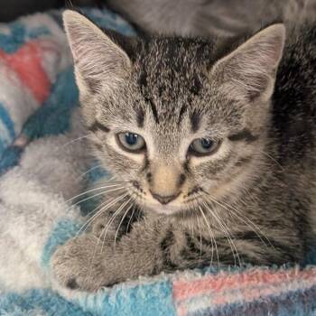 Myra -  Domestic Short Hair Cat for Adoption in Falls Church, Virginia - Myra | PetCurious