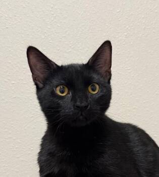 Romeo -  Domestic Medium Hair Cat for Adoption in Yankton, South Dakota - Romeo | PetCurious