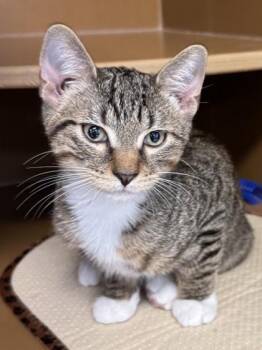 Big Red $75 @ Petsmart -  Domestic Short Hair Cat for Adoption in Seneca, South Carolina - Big Red $75 @ Petsmart | PetCurious