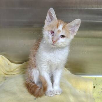 Kenny -  Domestic Short Hair Cat for Adoption in Harrisonburg, Virginia - Kenny | PetCurious