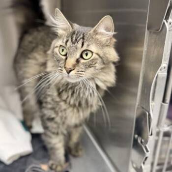 Reign -  Domestic Medium Hair Cat for Adoption in Atlanta, Georgia - Reign | PetCurious
