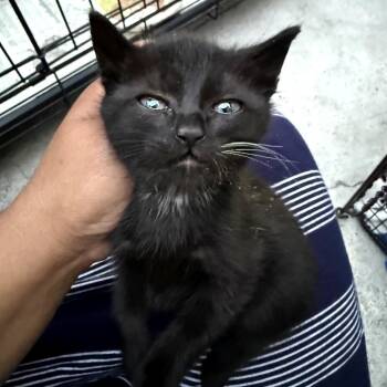 Tuki -  Domestic Short Hair Cat for Adoption in Los Angeles, California - Tuki | PetCurious
