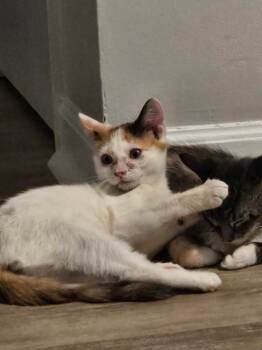 Rescue Domestic Short Hair Cats for Adoption in Evans, Georgia - Fionna | PetCurious