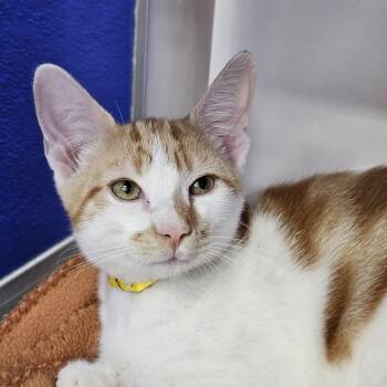 Shaemus -  Domestic Short Hair Cat for Adoption in Dunkirk, New York - Shaemus | PetCurious
