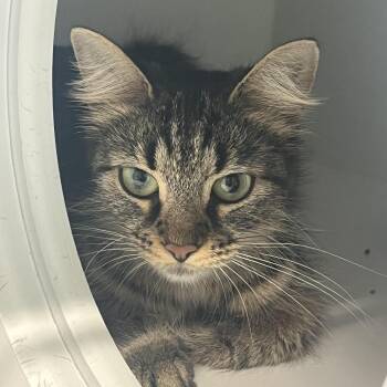 Lizzie McGuire -  Domestic Medium Hair Cat for Adoption in Dearborn, Michigan - Lizzie McGuire | PetCurious