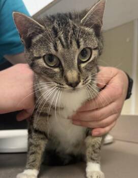 Ricotta -  Domestic Short Hair Cat for Adoption in Salisbury, Maryland - Ricotta | PetCurious