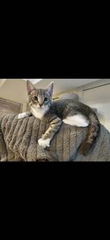 Quince -  Domestic Short Hair and Tabby Cat for Adoption in Omaha, Nebraska - Quince | PetCurious