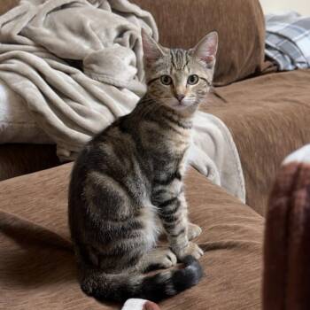 Charcuterie Board -  Domestic Short Hair Cat for Adoption in York, Pennsylvania - Charcuterie Board | PetCurious