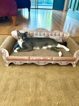 Rescue Domestic Short Hair Cats for Adoption in Boca Raton, Florida - Glenda | PetCurious