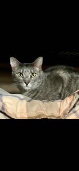 Willow -  Domestic Short Hair Cat Available for Adoption in Marietta, Georgia - Willow | PetCurious