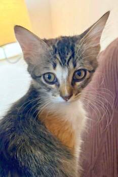 Ember -  Domestic Short Hair Cat for Adoption in Edmond, Oklahoma - Ember | PetCurious