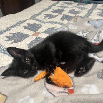 Carlie -  Domestic Short Hair Cat for Adoption in Bentonville, Arkansas - Carlie | PetCurious