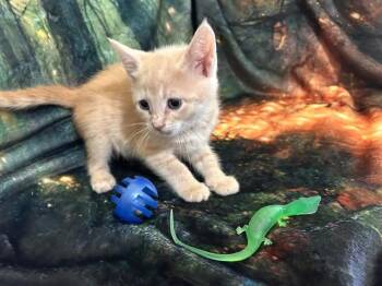 NORMAN -  Domestic Short Hair Cat for Adoption in Forney, Texas - NORMAN | PetCurious