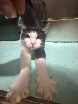 Rowan East Rockaway -  Domestic Short Hair Cat for Adoption in Westbury, New York - Rowan East Rockaway | PetCurious