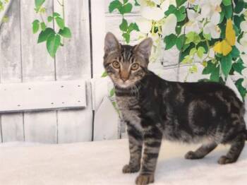 HYDE -  Domestic Short Hair Cat for Adoption in Oroville, California - HYDE | PetCurious
