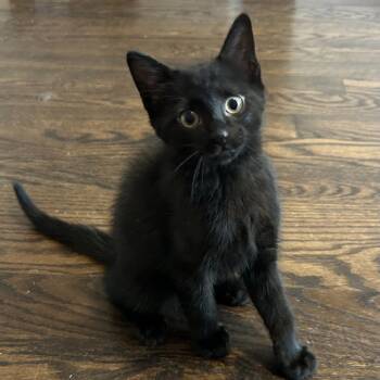 Megaphone -  Domestic Short Hair Cat for Adoption in Richmond, Virginia - Megaphone | PetCurious