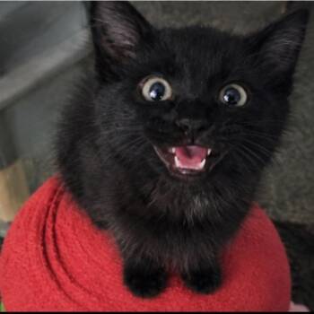 Burbank -  Domestic Long Hair Cat for Adoption in Layton, Utah - Burbank | PetCurious